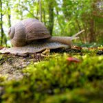 Ślimaki, a kapusta – jak ratować ogródek? ślimaki w kapuście pasożyty w ogrodzie